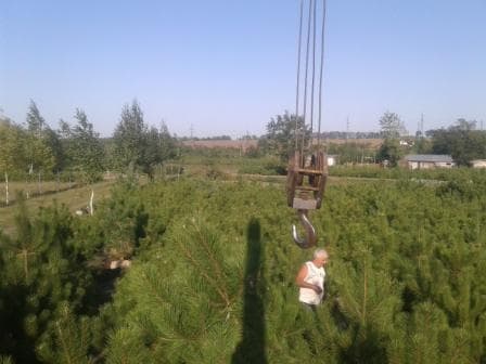 Манипулятор в ландшафтном дизайне: перевозка и пересадка саженцев крупномеров